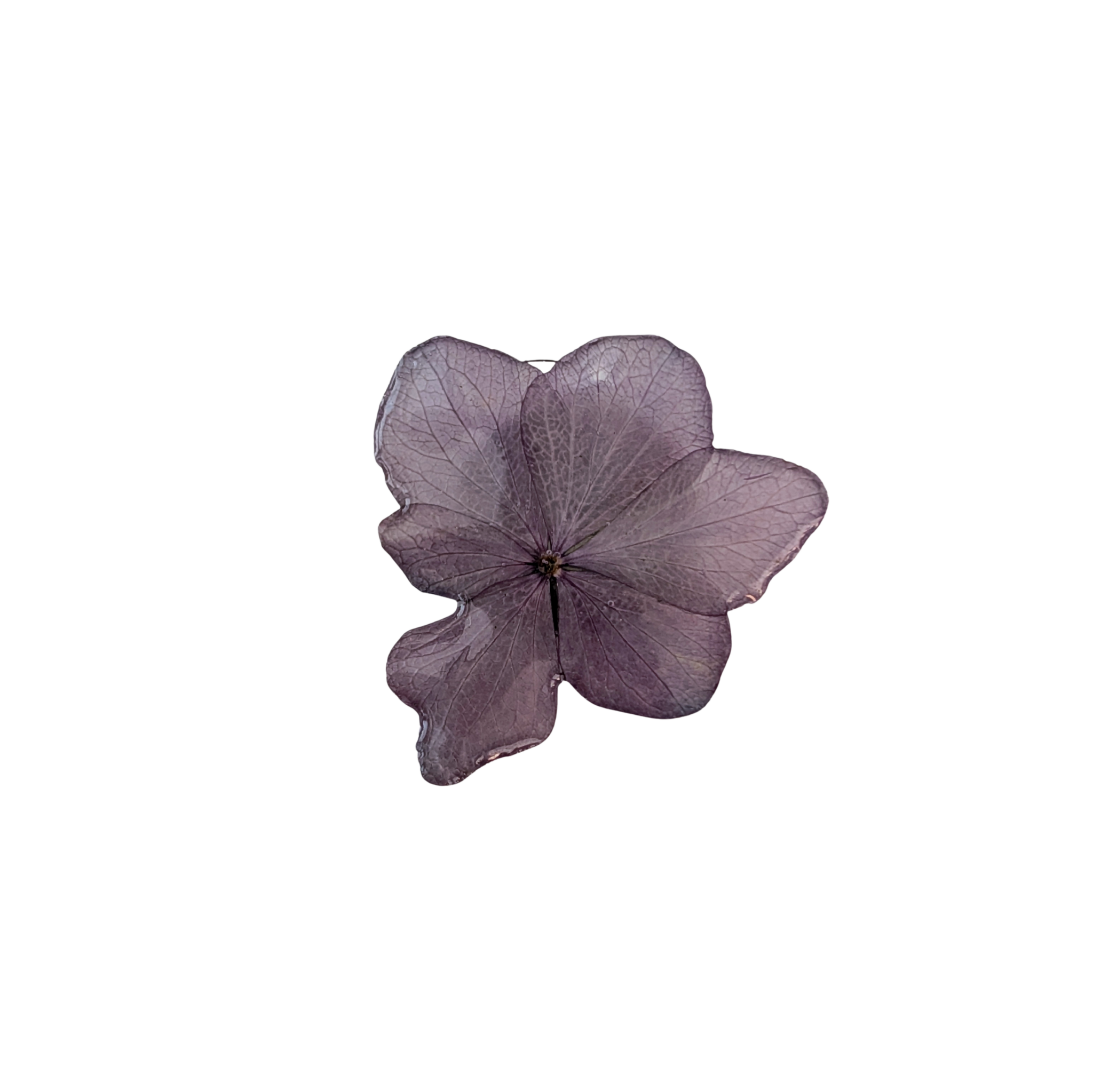 Brosch Hortensia