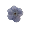 Brosch Hortensia