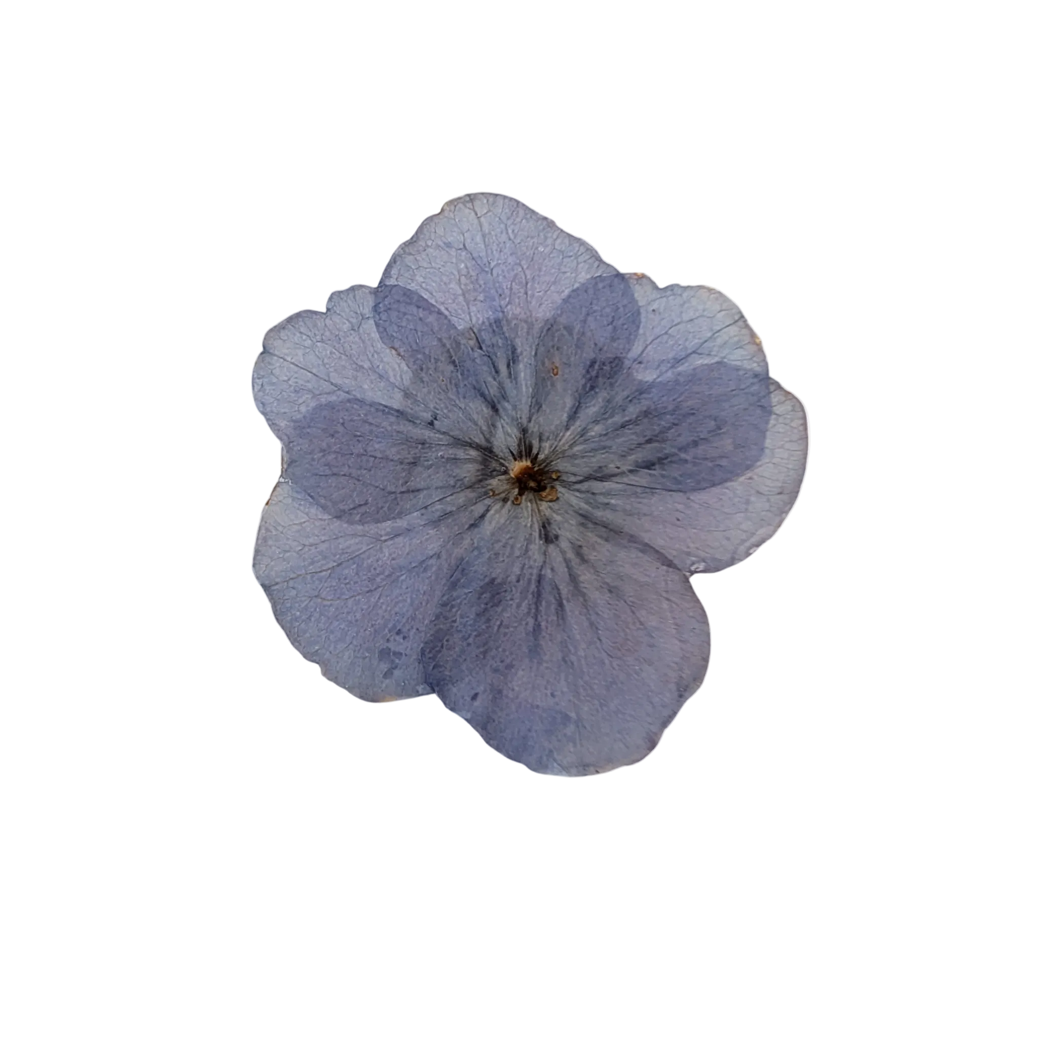 Brosch Hortensia