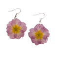 Rosa Primula