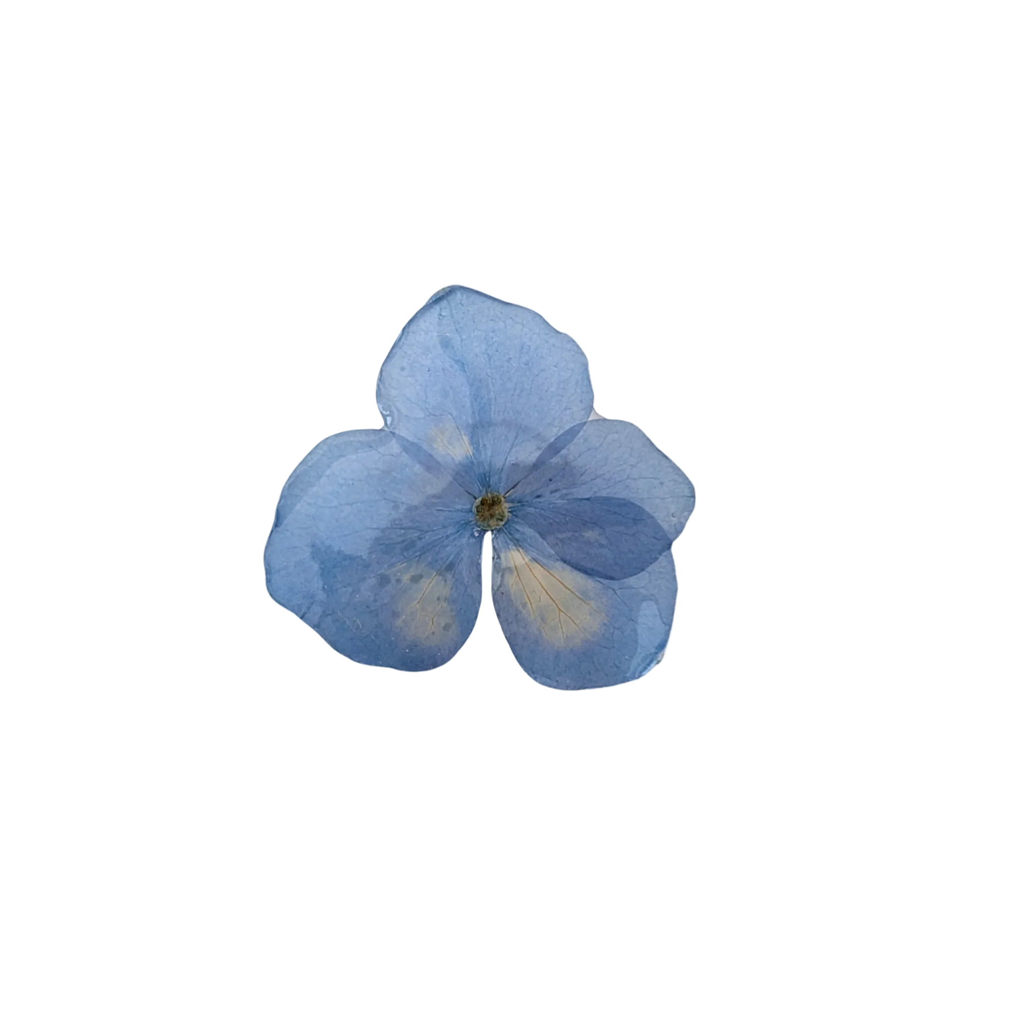 Brosch Hortensia