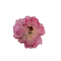 Brosch rosa ros
