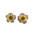 Studs gul och rosa Primula