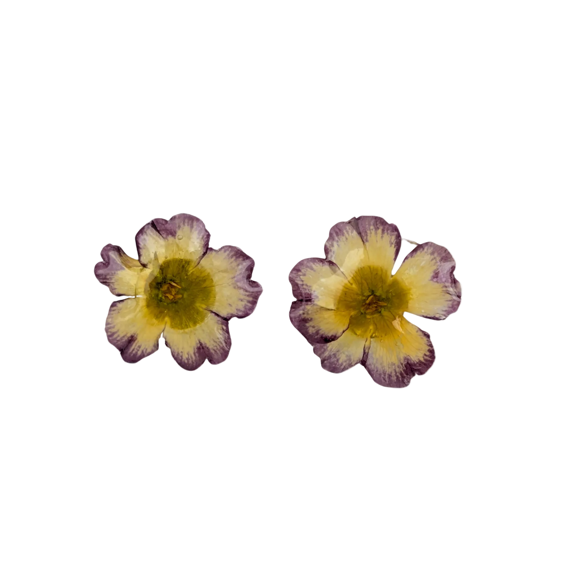 Studs gul och rosa Primula