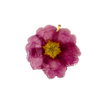 Hängsmycke rosa Primula