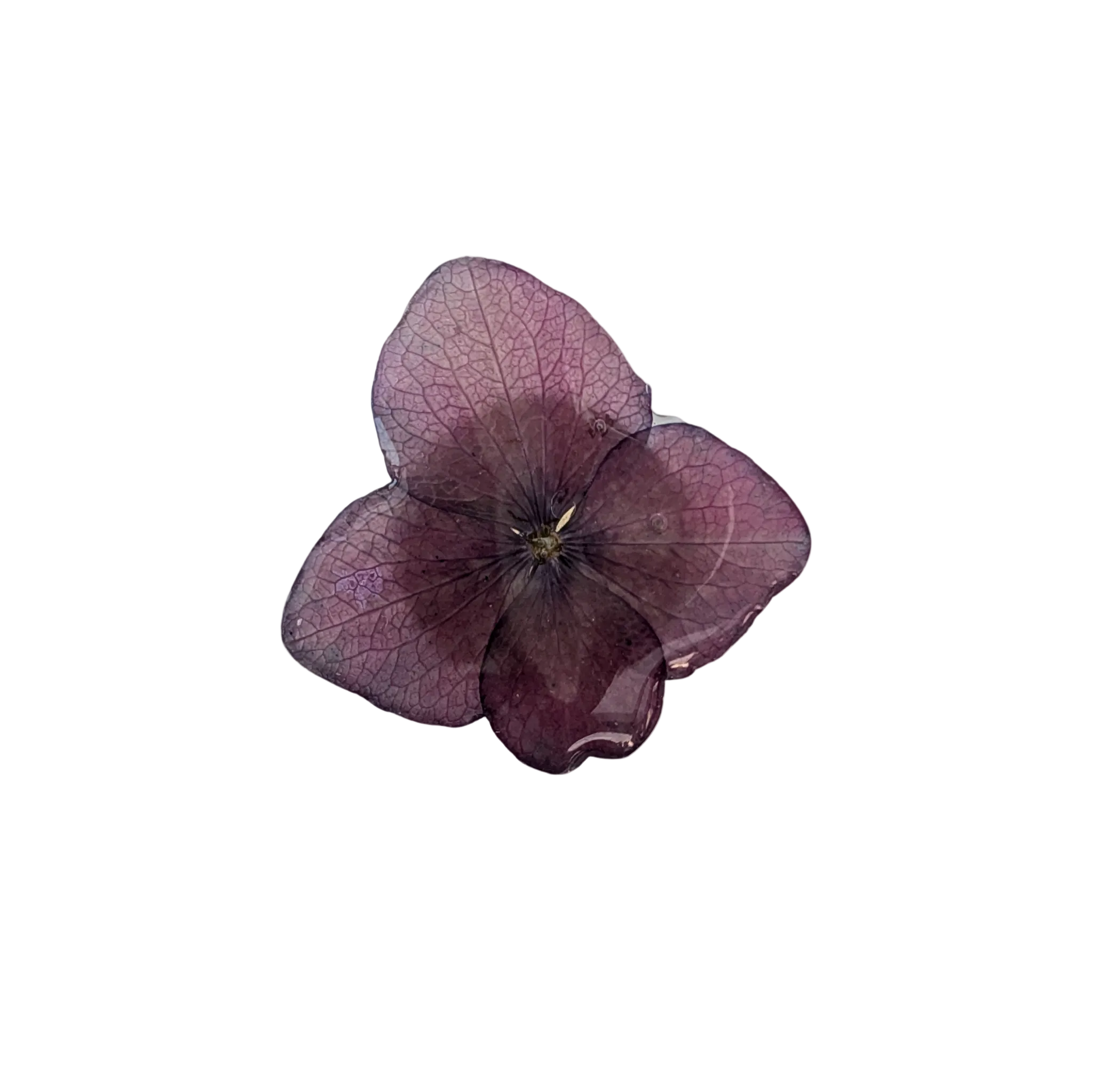 Brosch Hortensia