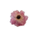 Brosch rosa Ros